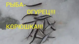 Как ловить корюшку на блесну? Можно ли поймать корюшку на блесну?