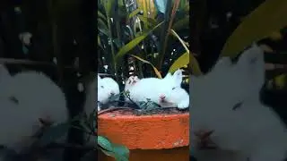 Cute Animals videos! cutest animals 