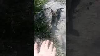 собака лежит по команде #собака #рекомендации