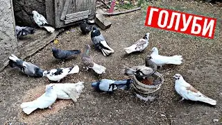 РАЗВЕДЕНИЕ ГОЛУБЕЙ В ДОМАШНИХ УСЛОВИЯХ !!!