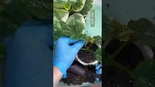 ПЕРЕСАЖИВАЮ БЕГОНИЮ