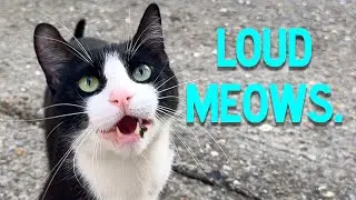 loud cat sounds