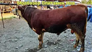Молбозор Спитамен Нов.Парода Сигирлар Бугоз Сигирлар Новвослар Нархлари.Бозор Зур Булди.