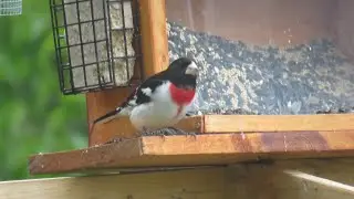 How to attract Rose-breasted Grosbeaks - Basic tips