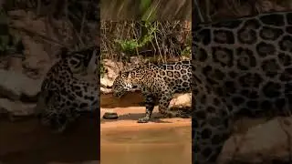Jaguar | Perenang Ulung #shorts