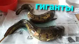 Ловля налима на р.Кама. Налимы монстры.