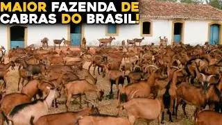 MILHARES DE CABRAS - Conheça a Maior Fazenda de Cabras do Brasil!