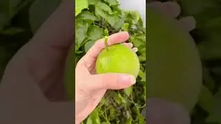 Metik buah di halaman 