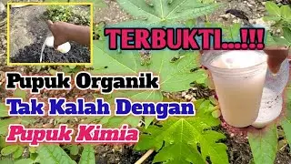 Terbukti Pupuk Organik Bisa Menyuburkan Pepaya California Dengan Cepat | @kendeltani