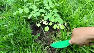 Tanam Pokok Kelor : Marungai 1000 Khasiat