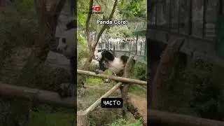 Почему Панды Не Вымерли 🐼