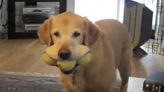 Милые Смешные животные #5 Coub CUTE PETS