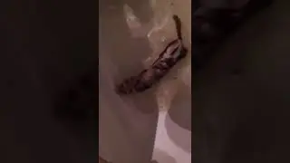 Хорьки в ванной