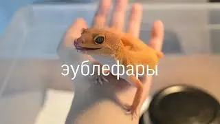 ЭУБЛЕФАРЫ/ кратко о том, что нужно для содержания
