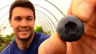 My Favorite Blueberry Variety and Why | Blueberry Cuttings Update
