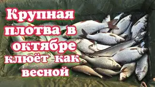 Как поймать плотву? Ловля плотвы осенью. Места обитания плотвы в октябре.