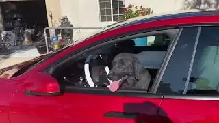 Dogs go on Trip with TESLA