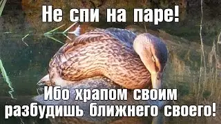 Футаж Студент на Лекции. Прикольный Футаж Студент на Лекции. Прикольные Футажи. Видеофутажи