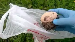 На грядках Гриб шатун, Гриб интелектуал Physarum polycephalum Фузарум многоголовый. гриб-слизневик