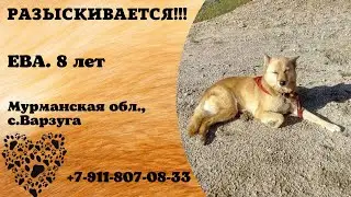 Пропала собака! ЕВА. 8 лет. Мурманская область, с.Варзуга.
