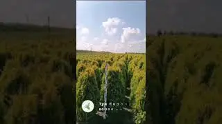 Туя Европа Голд 80-100см. Красивые, пышные