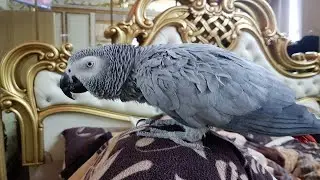 Говорящий попугай Рико ругается попугай матершинник Жако