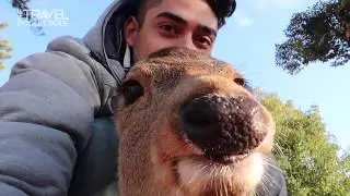 Feeding Deer in Nara Park - Japan | TPG
