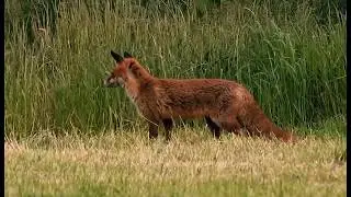 Deutsche Wildtiere HD [Tierdoku Deutsch]