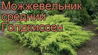 Можжевельник средний Голдкиссен (goldkissen) 🌿 обзор: как сажать, саженцы можжевельника Голдкиссен