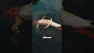 В сердце Эверглейдс: крокодилья драма, которую вы не забудете! 🐊