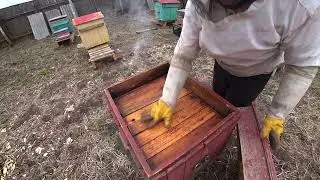 Подкормка пчел 10 апреля