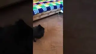 Чёрный мини шпиц прикольно лает. смешные собаки. Приколы. Ржака