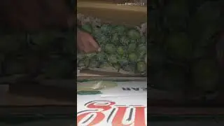 Proses pematangan mangga yang benar hasil memuaskan
