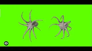Octopus | Green Screen Octopus | Green Screen effects | 