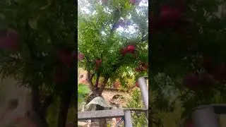 Так растёт гранат!