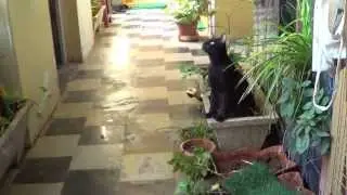 Bushi (cute cat) plays in the balcony