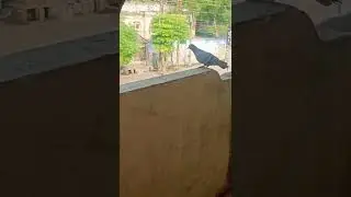 pigeon flying 😇🥰😻 