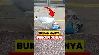 Ternyata! Burung ini Bukan Hanya Pencuri Yang Cerdik Tapi Dia Juga Jenius‼️