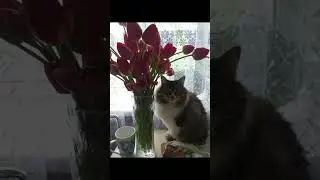 #TikTok