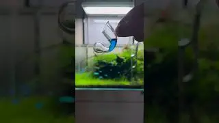 Color of the liquid 😍 CO2 levels are safe in the aquarium