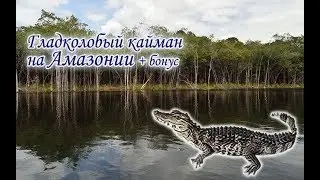 Русская Рыбалка 3.99. Ловим Гладколобого каймана на Амазонии + кровь