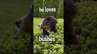 My Puppy Loves To Yeet Himself Into Bushes😂🌿 