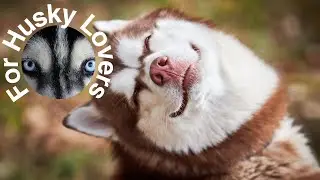 If You Love Escapades, Consider Getting a Husky as a Pet! Welcome to the world of Huskies!