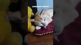 comment where?