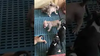 American Bully Puppies / 45 Days old.
