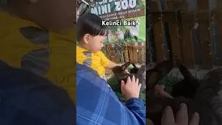 Berani pegang kelinci #bocillucu #kelinci #funny #bunnies #bunny #bing #baby