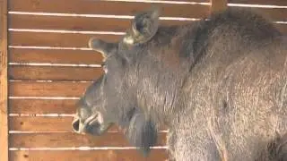 Футаж Лось. Животное лось. Лось видео. Животные Беларуси Лось. Видеофутажи