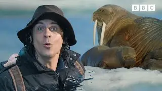 Deep Sea Encounters | Walrus Pups and Ocean Animals! | Andy's Amazing Adventures
