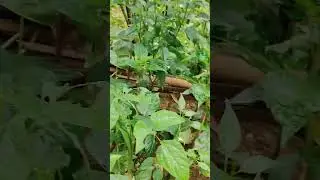 small kitchen garden 🏡