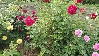 сад роз в центре Владимира